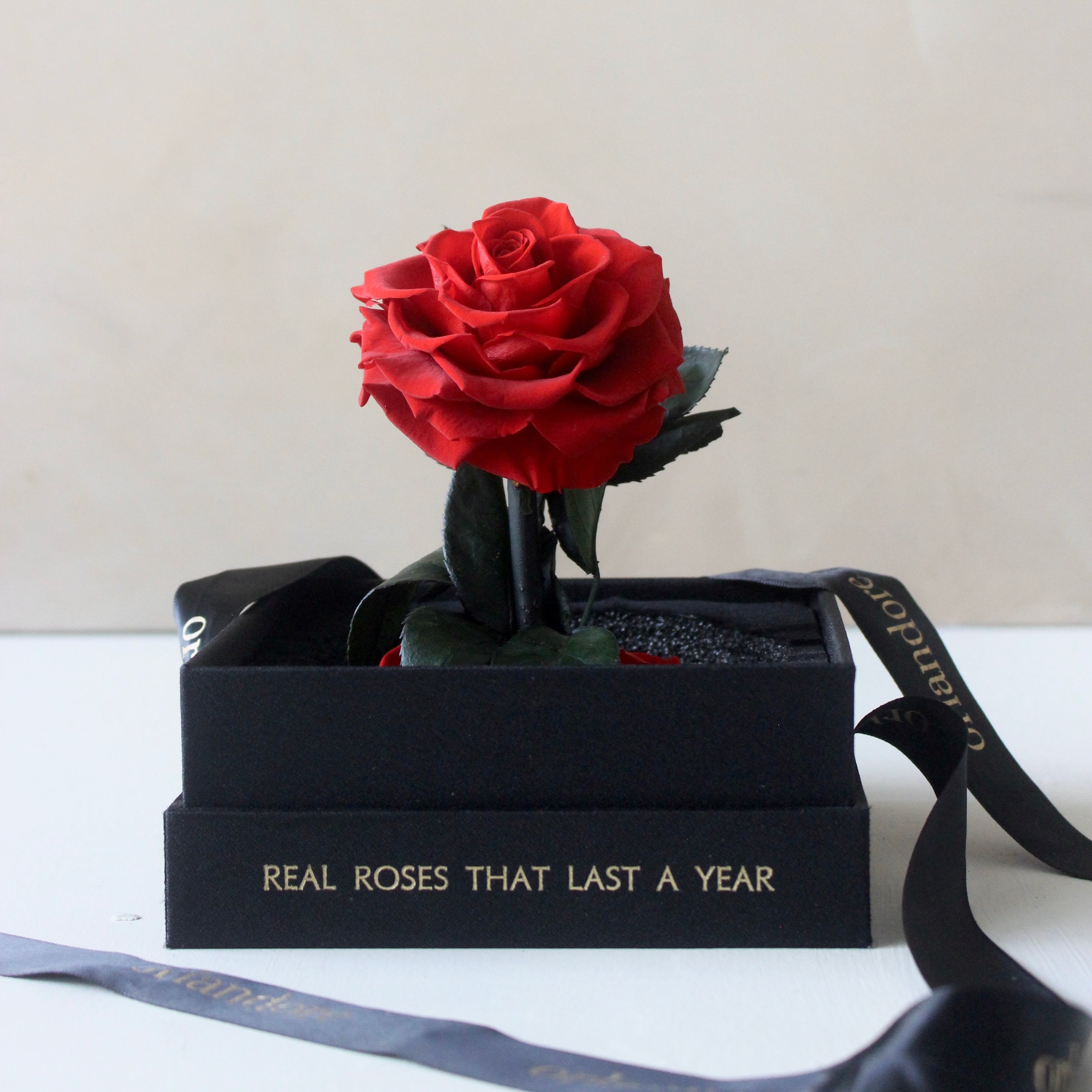 Mini Everlasting Rose Dome | Red