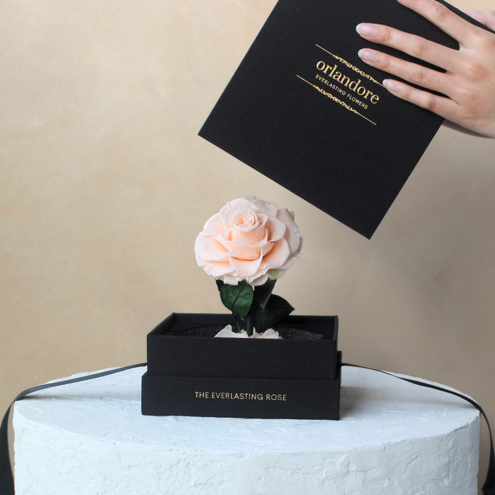 Mini Everlasting Rose Dome | Blush