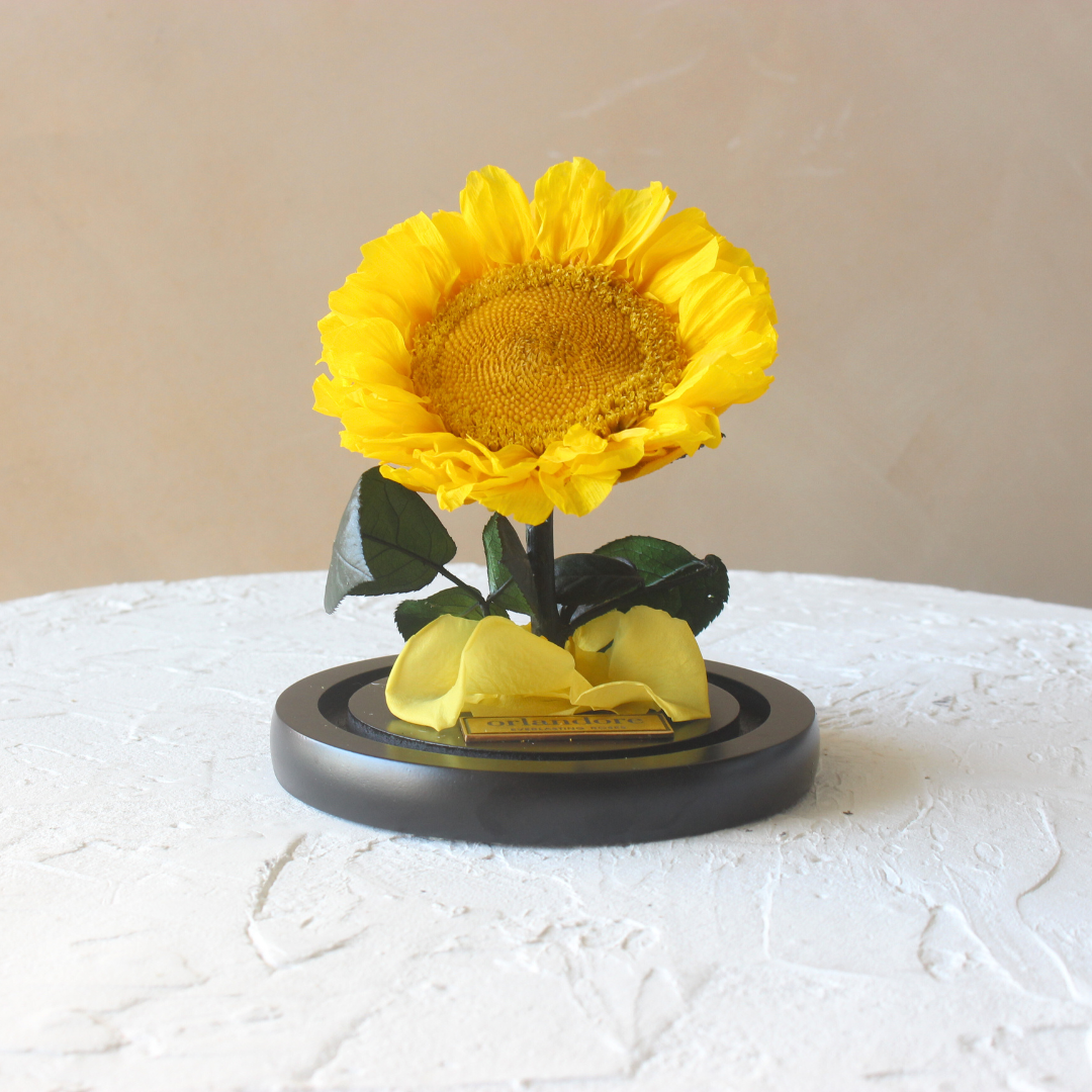 Mini Everlasting Sunflower Dome