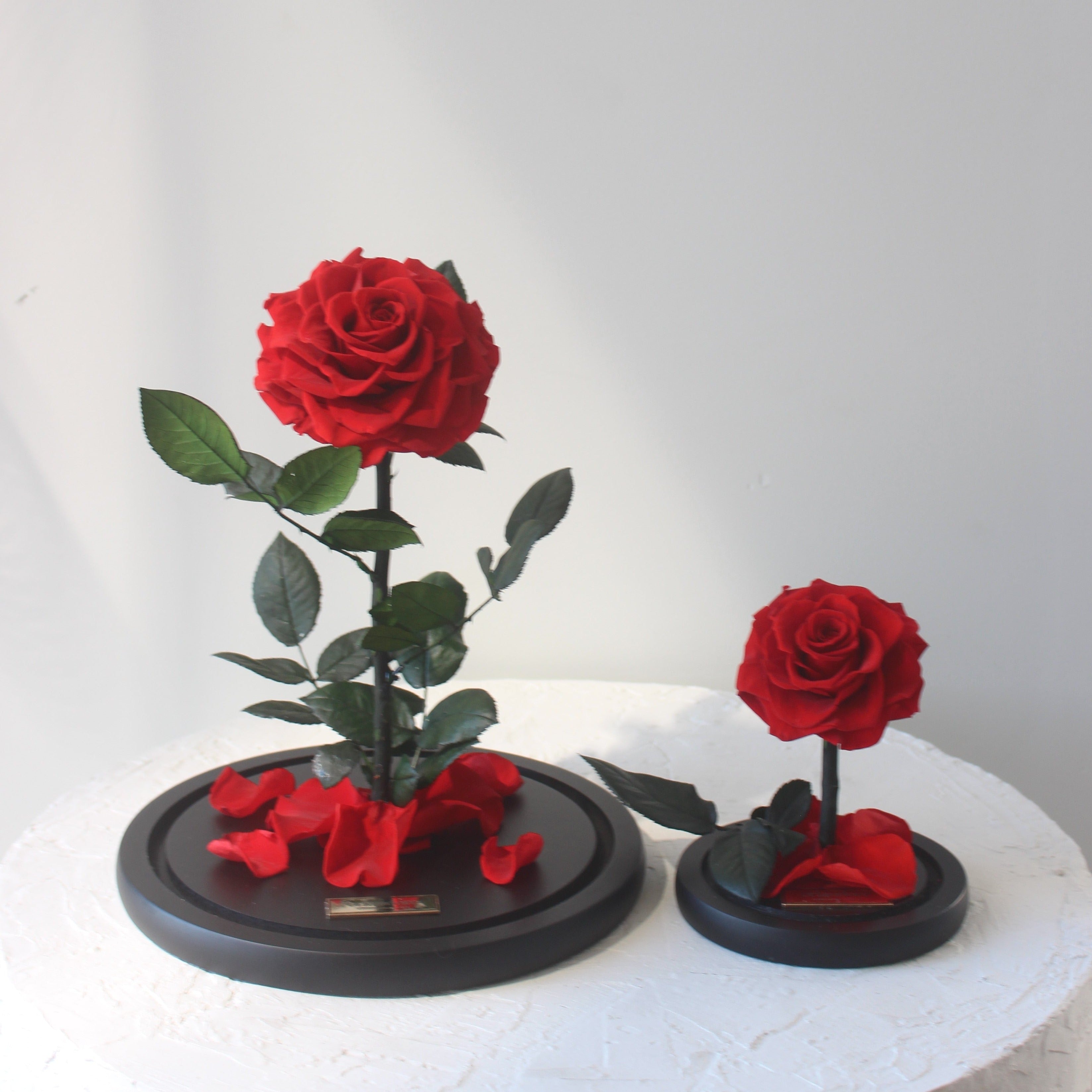 Everlasting Rose Dome Bundle | Red