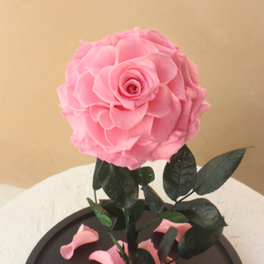 Everlasting Rose Dome | Bright Pink