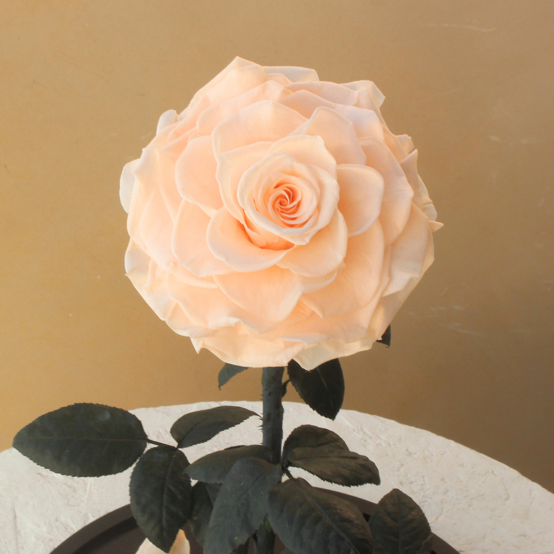 Everlasting Rose Dome | Blush