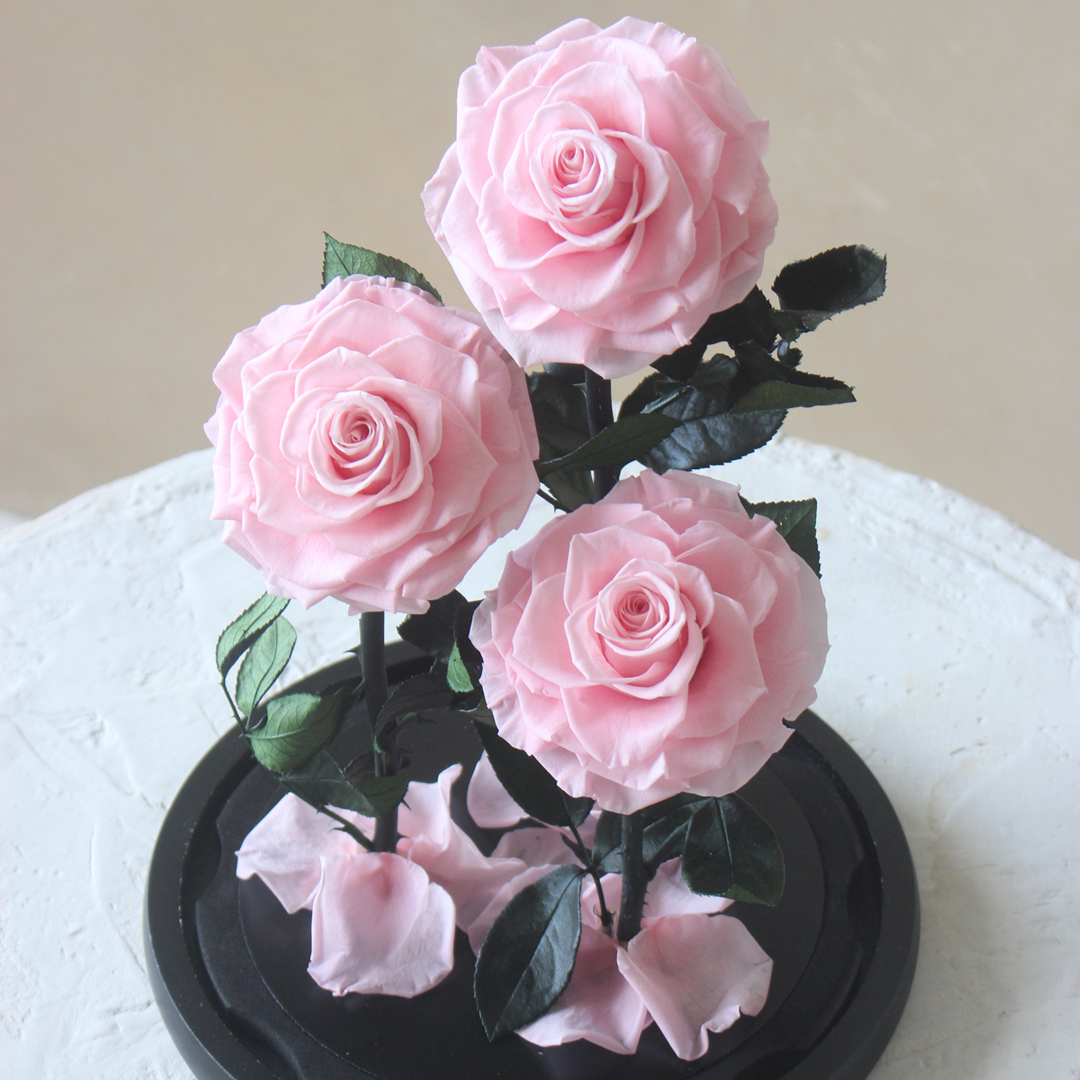 Everlasting Rose Dome Trio | Pink