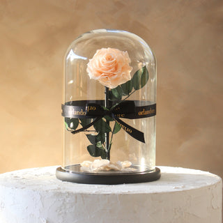 Pink rose in a glass dome with a black ribbon on a beige background