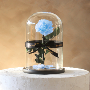 Everlasting Rose Dome | Baby Blue