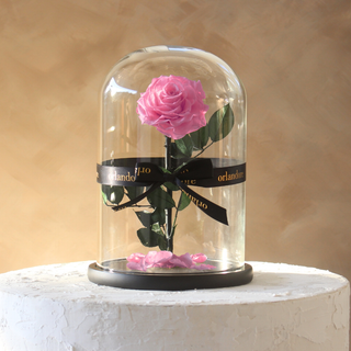 Everlasting Rose Dome | Bright Pink