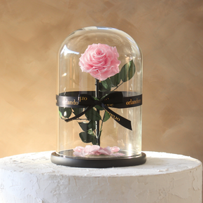 Everlasting Rose Dome | Pink
