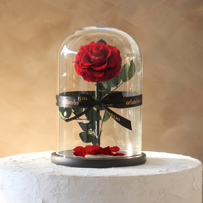 Everlasting Rose Dome | Red