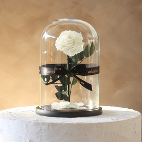 Everlasting Rose Dome | White