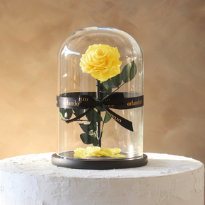 Everlasting Rose Dome | Yellow