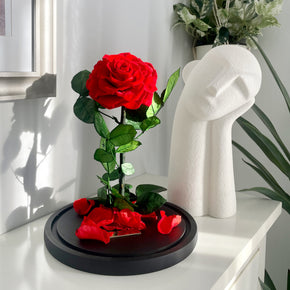 Everlasting Rose Dome | Red