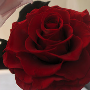 Everlasting Rose Dome Duo | Red + Pink