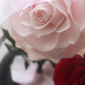 Everlasting Rose Dome Duo | Red + Pink