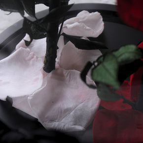 Everlasting Rose Dome Duo | Red + Pink