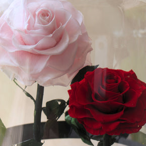 Everlasting Rose Dome Duo | Red + Pink