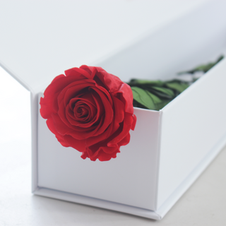 Single Everlasting Long Stemmed Rose