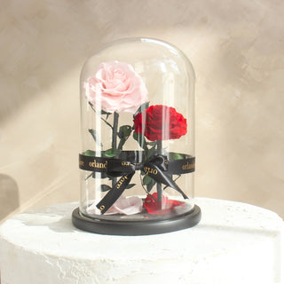 Everlasting Rose Dome Duo | Red + Pink