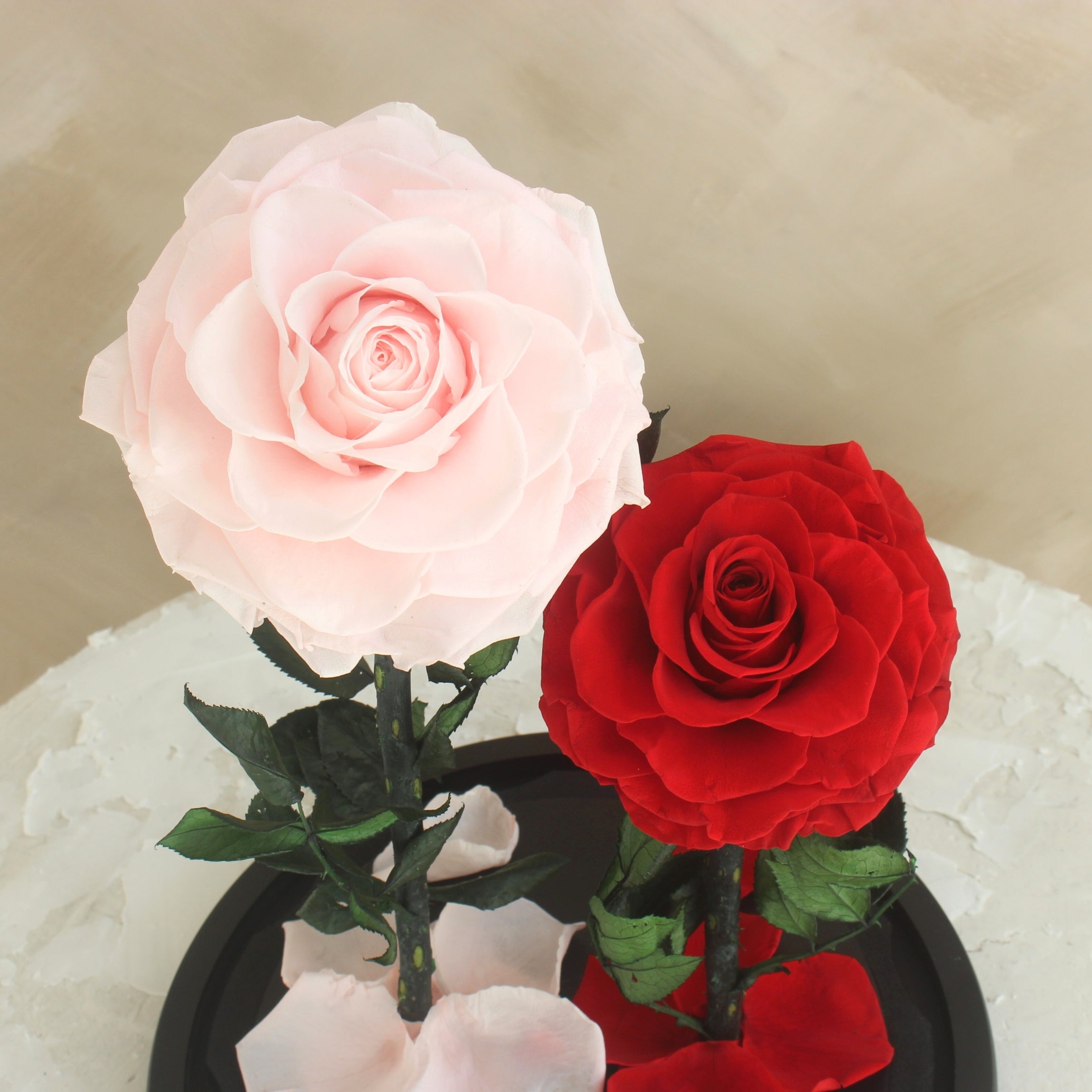 Everlasting Rose Dome Duo | Red & Pink
