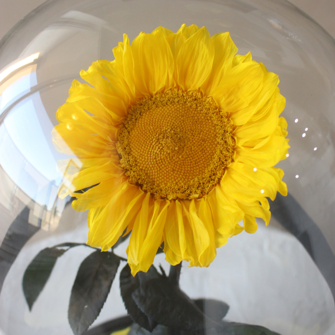 Everlasting Sunflower Dome