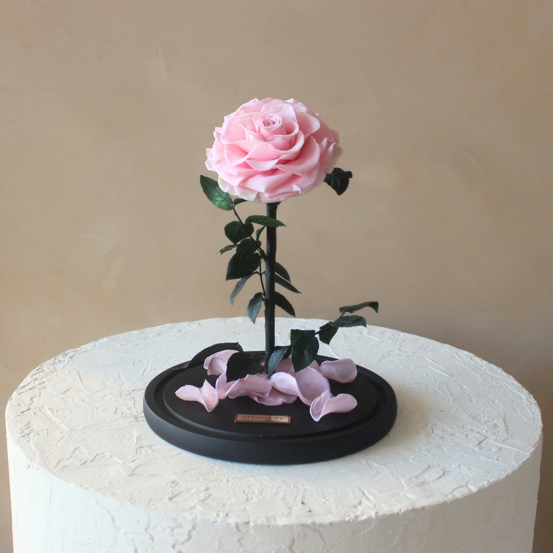 Everlasting Rose Dome | Pink