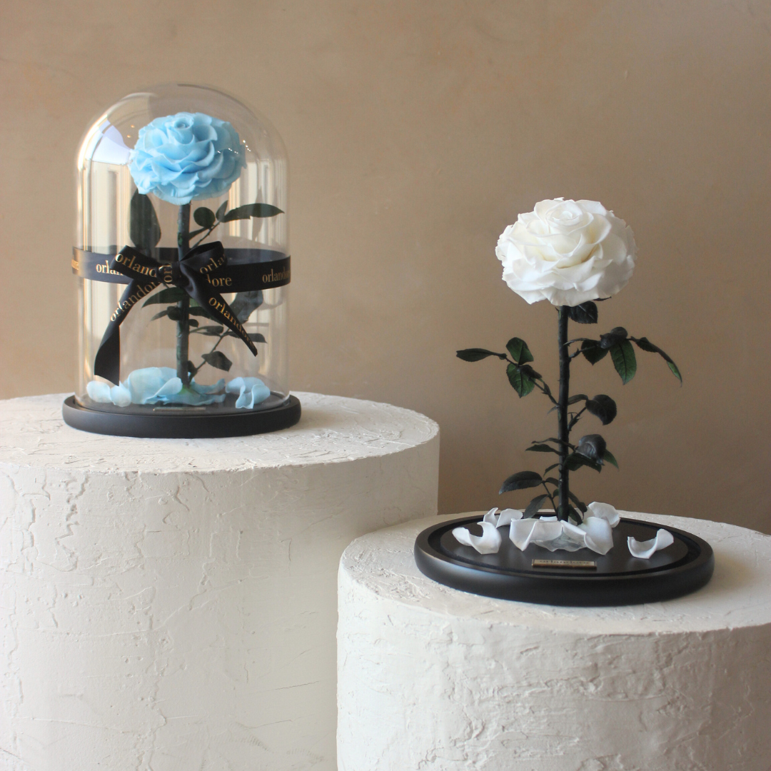 Everlasting Rose Dome | Baby Blue