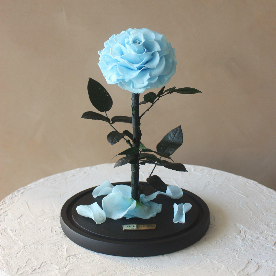 Everlasting Rose Dome | Baby Blue