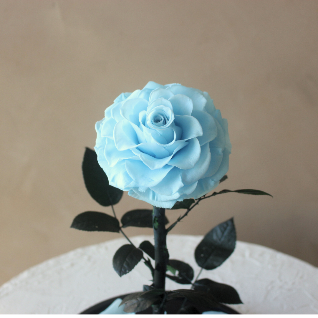 Everlasting Rose Dome | Baby Blue