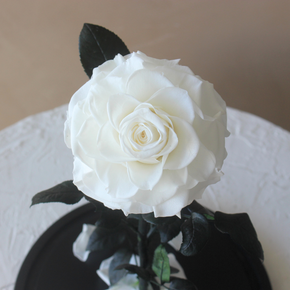 Everlasting Rose Dome | White