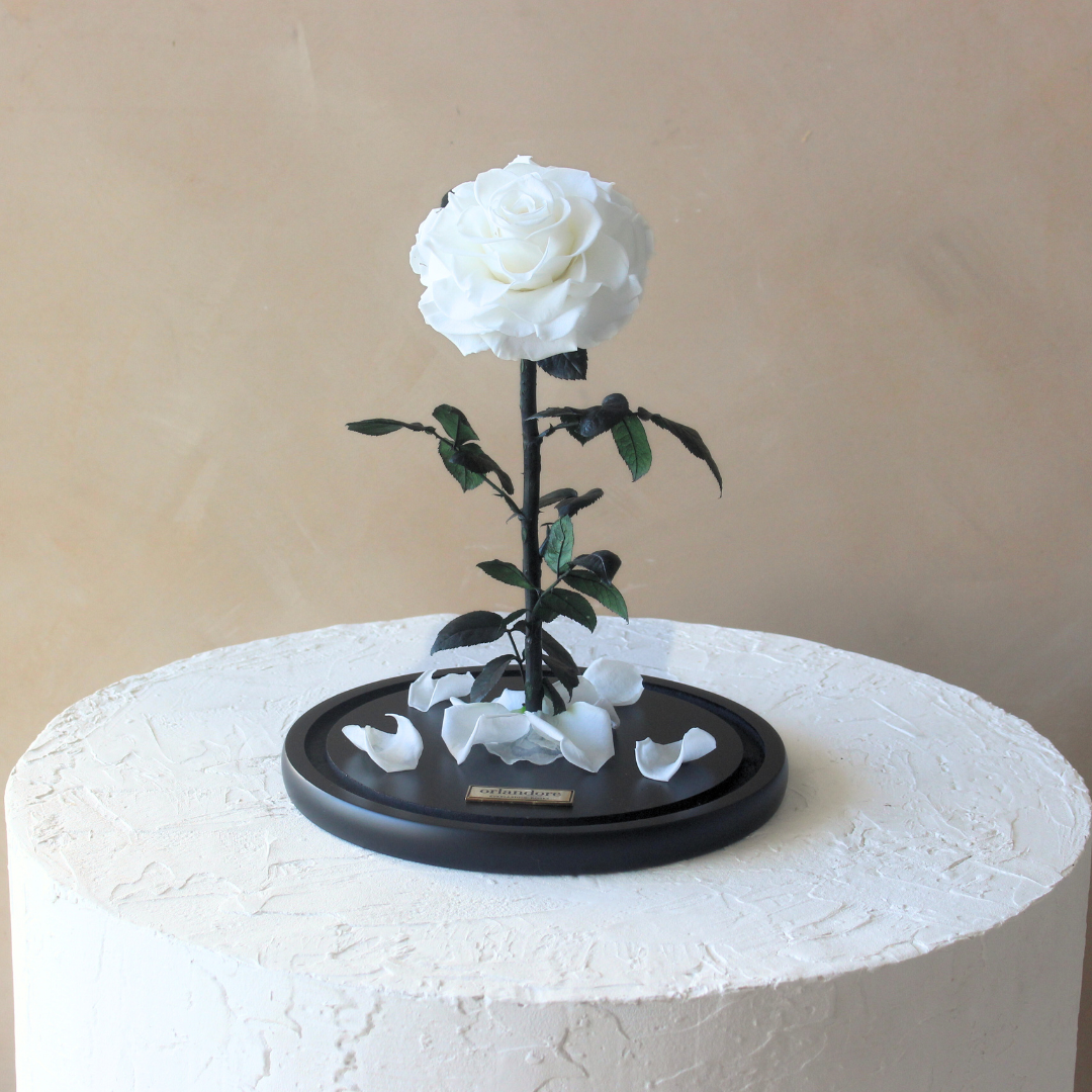 Everlasting Rose Dome | White