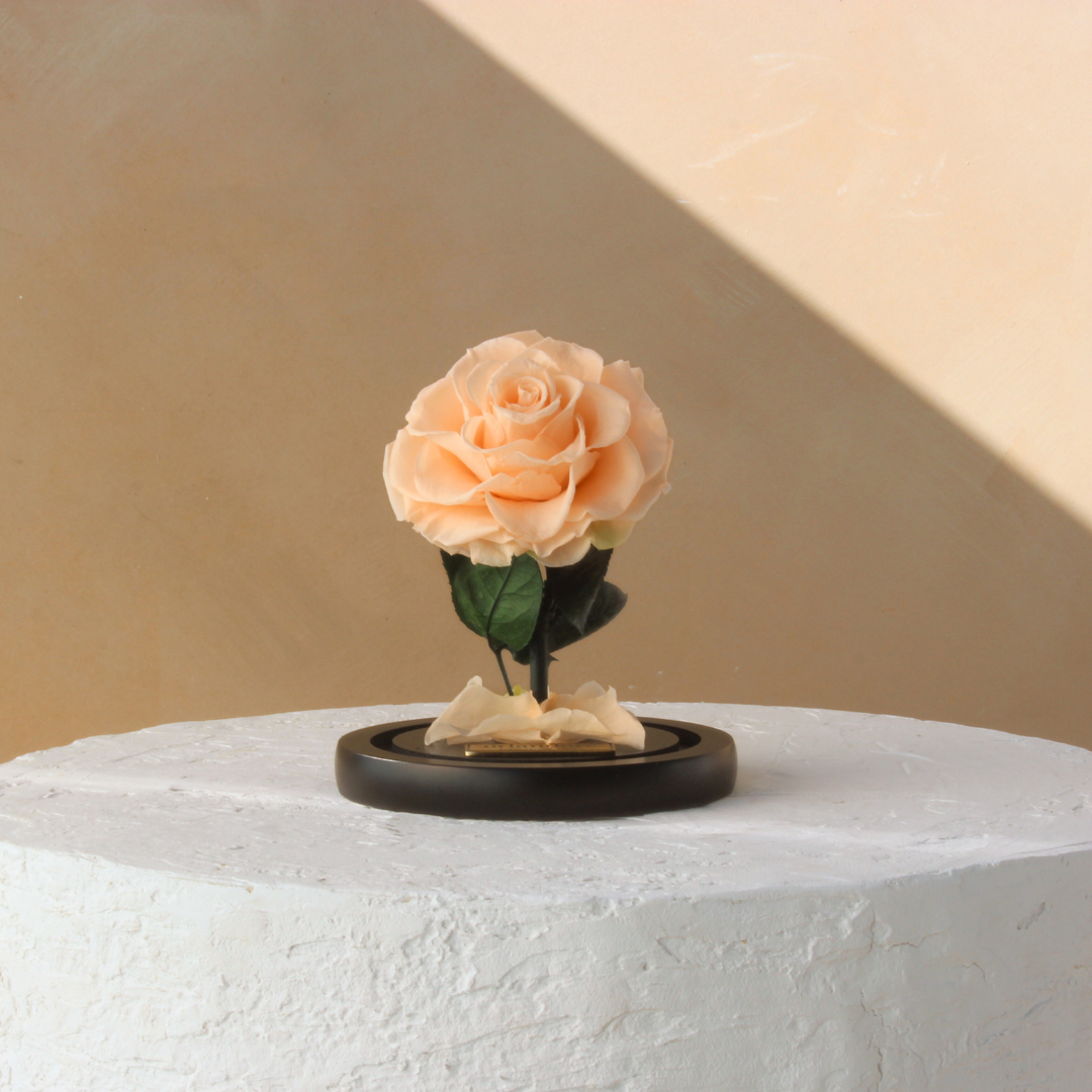 Mini Everlasting Rose Dome | Blush