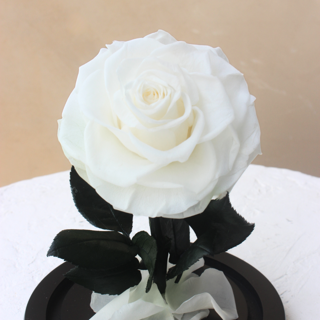 Mini Everlasting Rose Dome | White