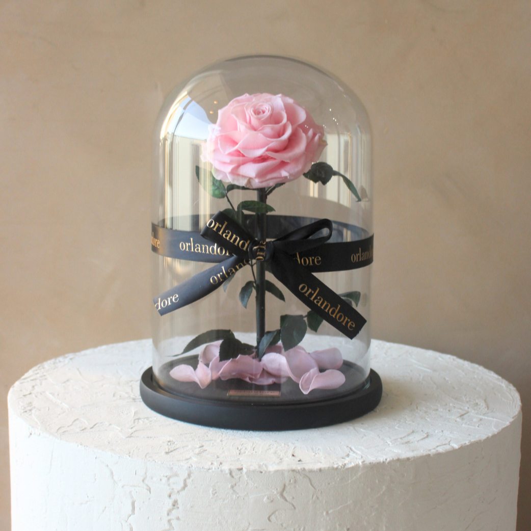 Everlasting Rose Dome | Pink