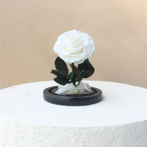 Mini Everlasting Rose Dome | White