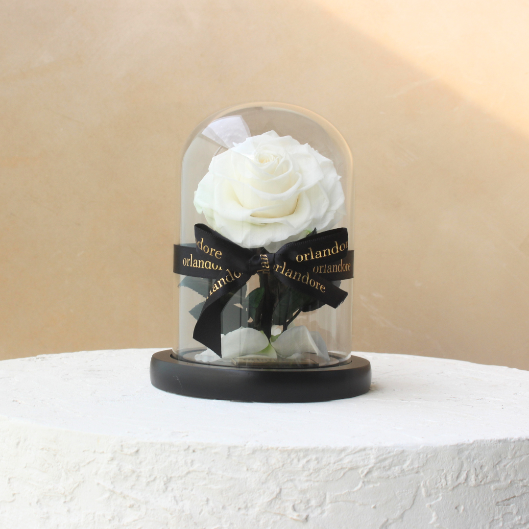 Mini Everlasting Rose Dome | White