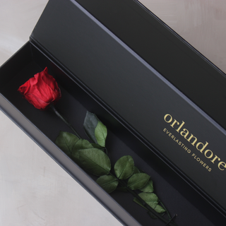 Single Everlasting Long Stemmed Rose