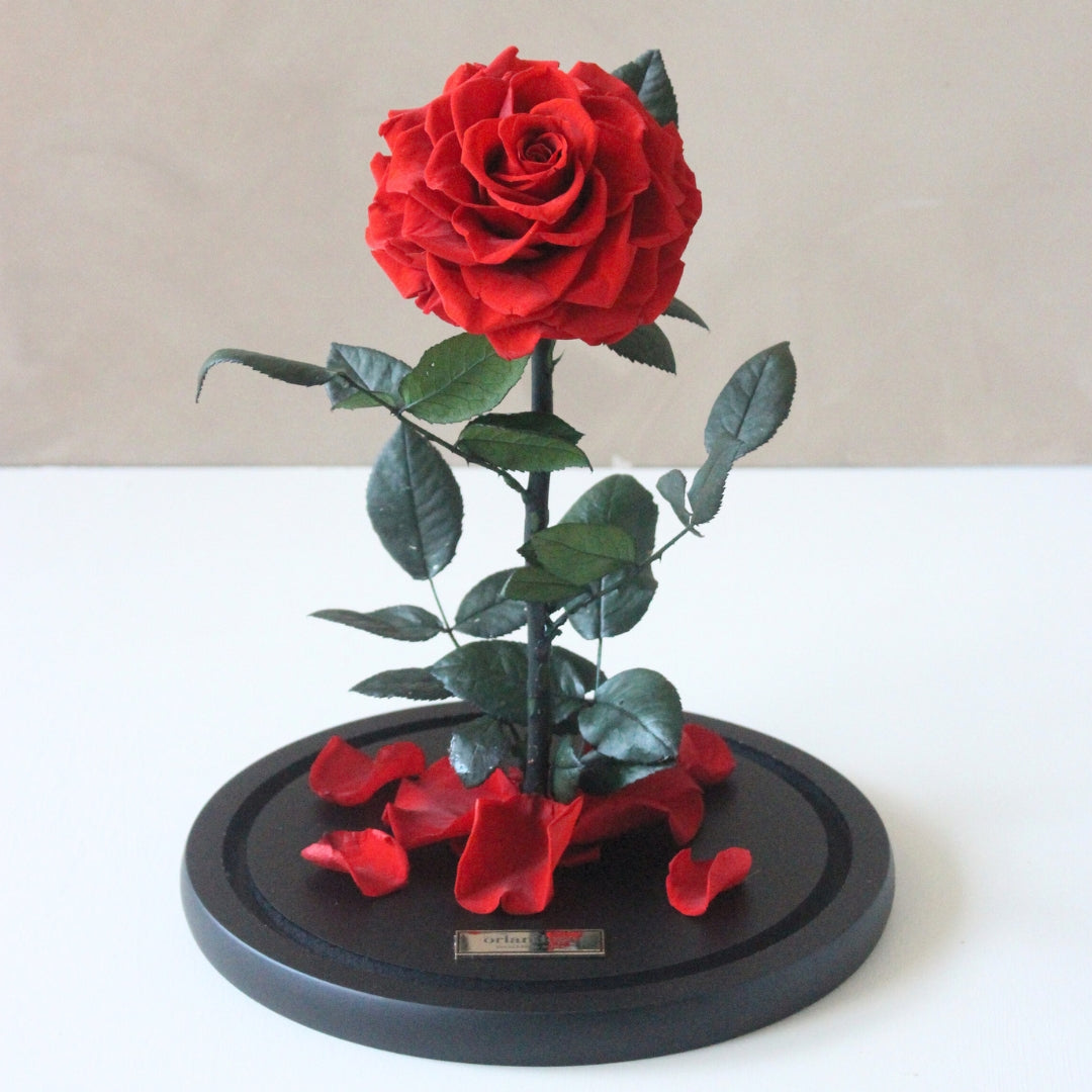 Everlasting Rose Dome – Orlandore Everlasting Roses